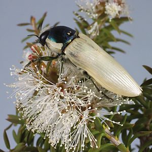 Calotemognatha yarelli yarelli, PL3554, male, on Melaleuca lanceolata, EP, 22.4 × 8.6 mm